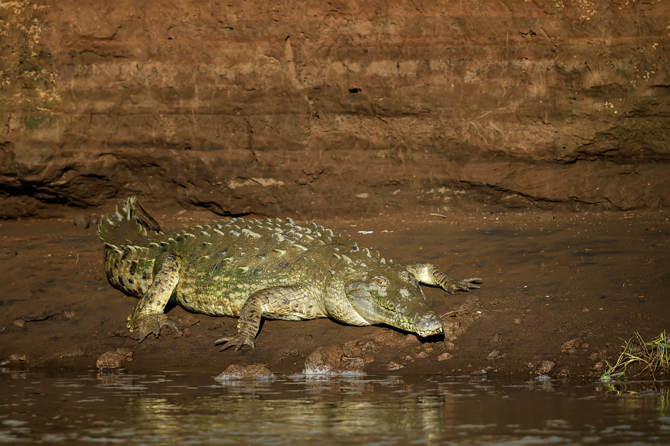 krokodýl americký - Crocodylus acutus