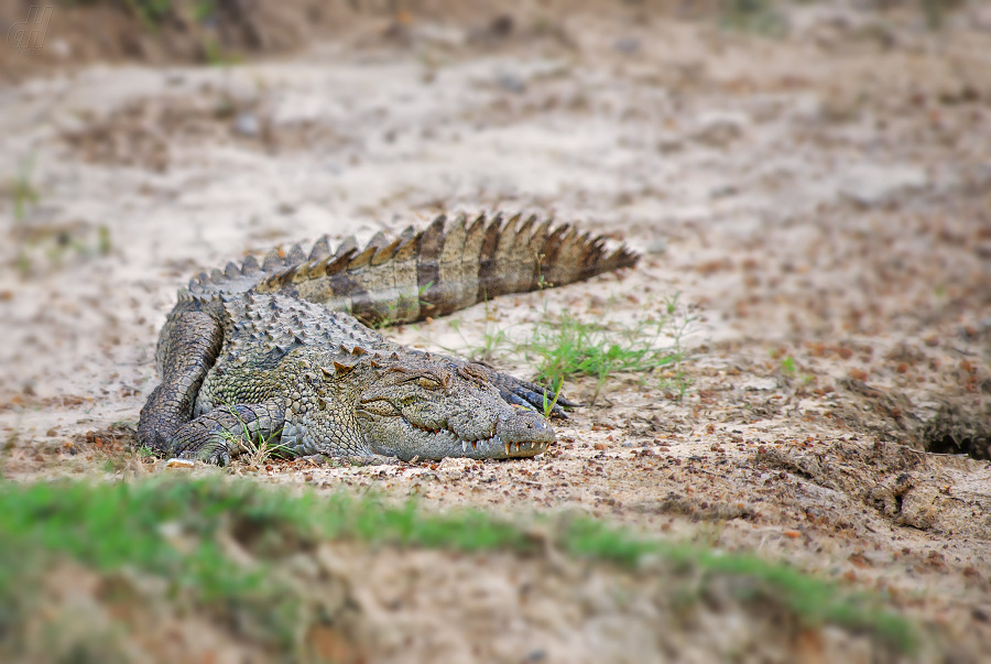 krokodýl bahenní - Crocodylus palustris