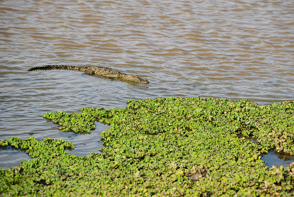 krokodýl bahenní - Crocodylus palustris