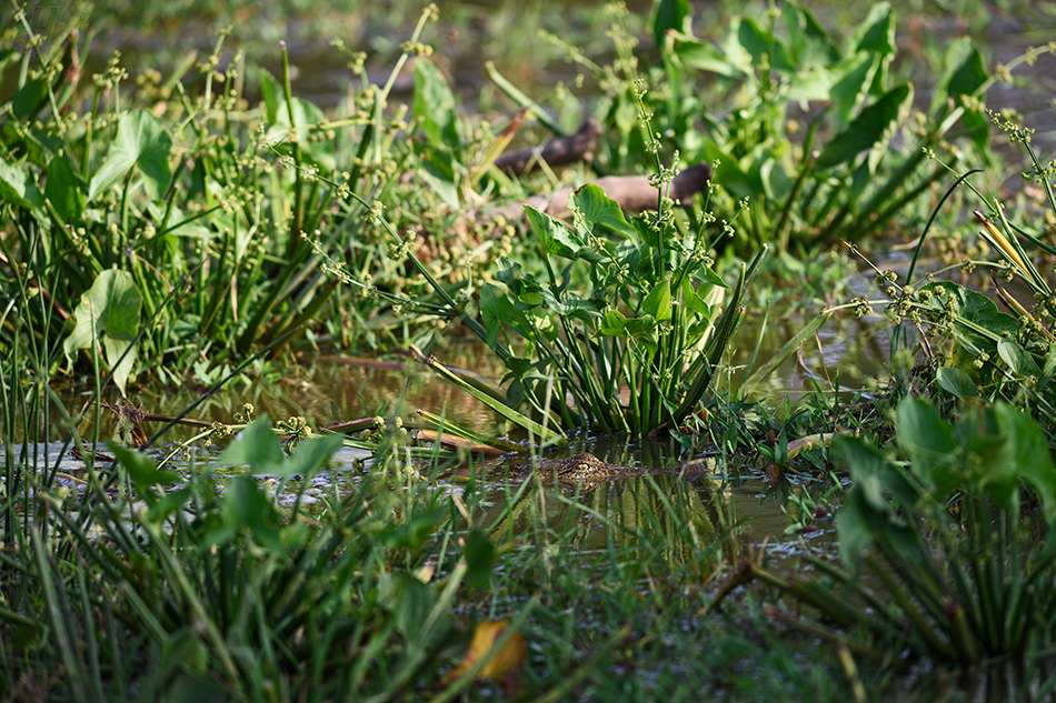 krokodýl bahenní - Crocodylus palustris