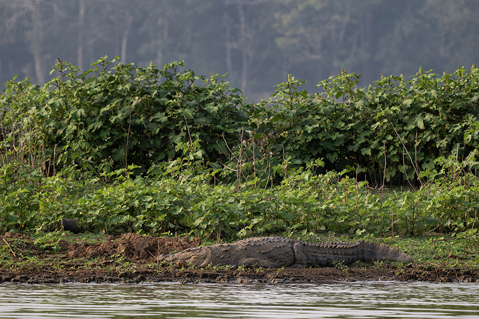 krokodýl bahenní - Crocodylus palustris