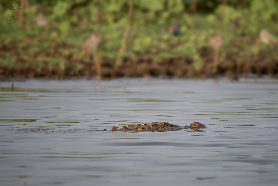 krokodýl bahenní - Crocodylus palustris