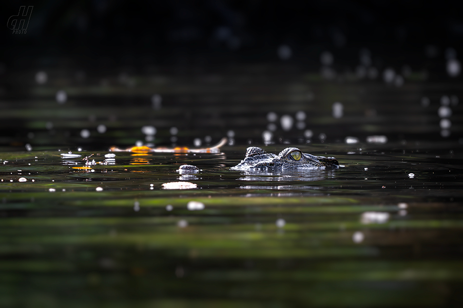 krokodýl mořský - Crocodylus porosus