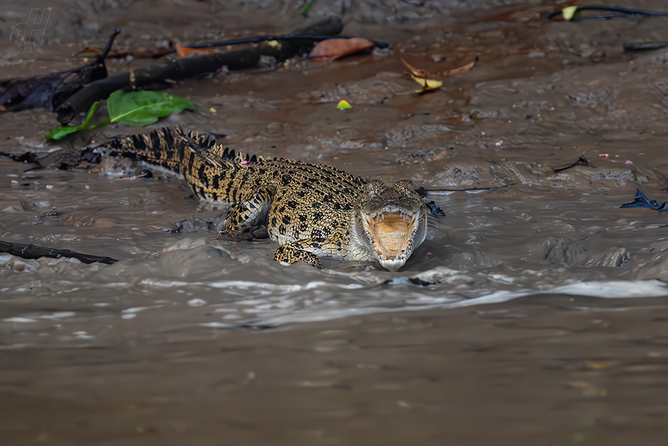 krokodýl mořský - Crocodylus porosus