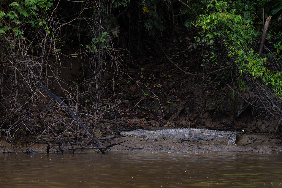 krokodýl mořský - Crocodylus porosus