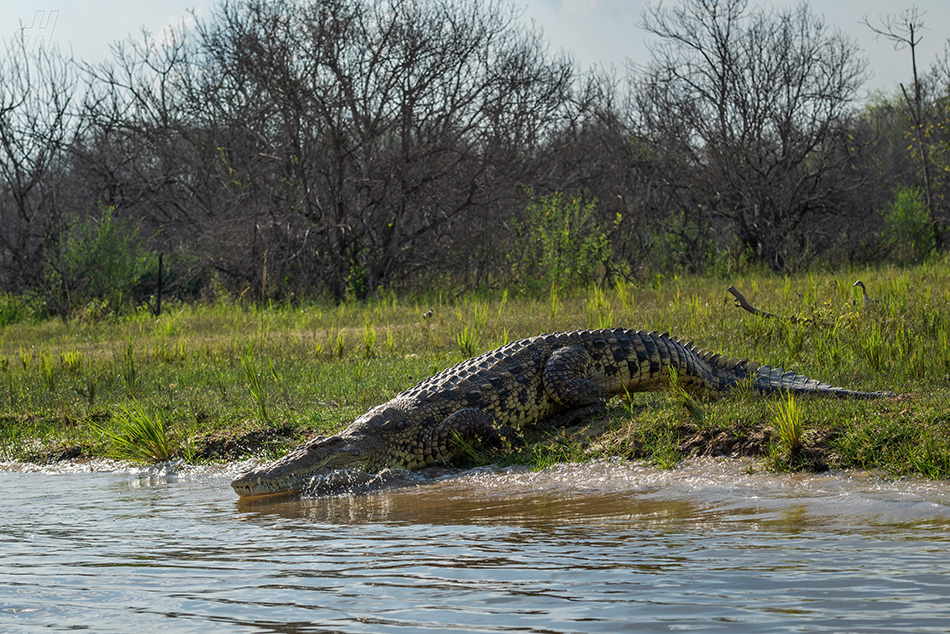 krokodýl nilský - Crocodylus niloticus