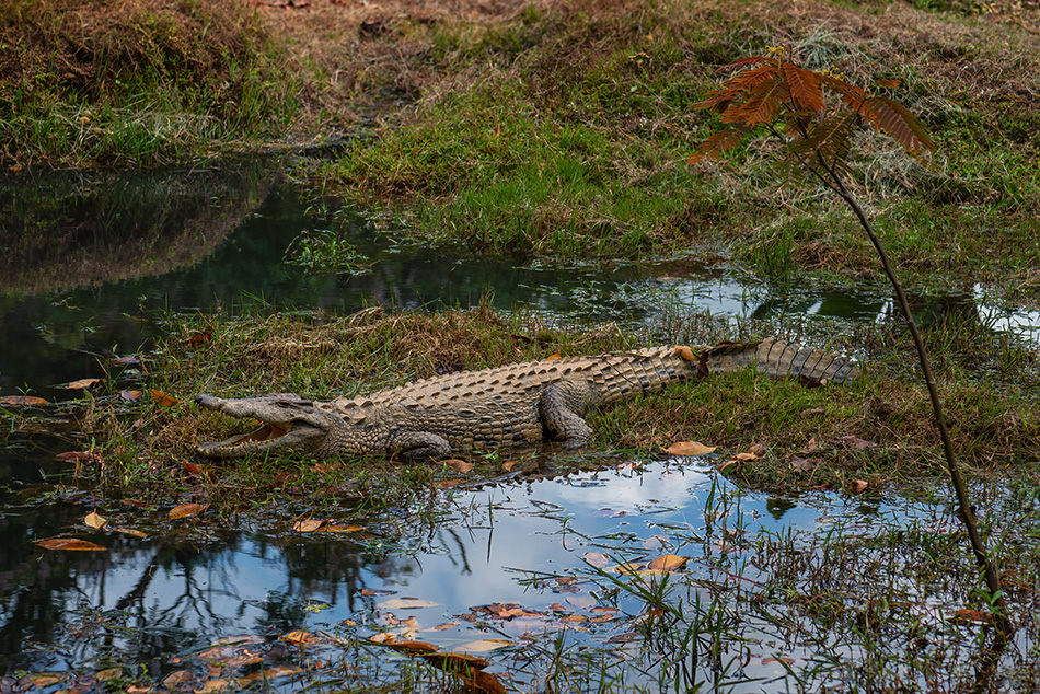 krokodýl nilský - Crocodylus niloticus