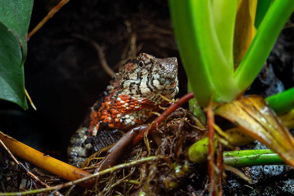 krokodýlovec čínský - Shinisaurus crocodilurus