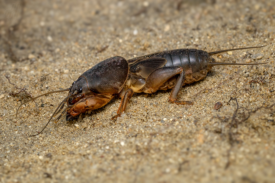 krtonožka obecná - Gryllotalpa gryllotalpa