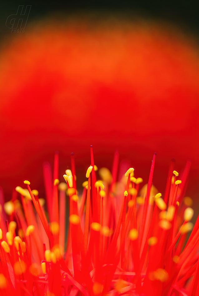 krvokvět natalský - Scadoxus multiflorus