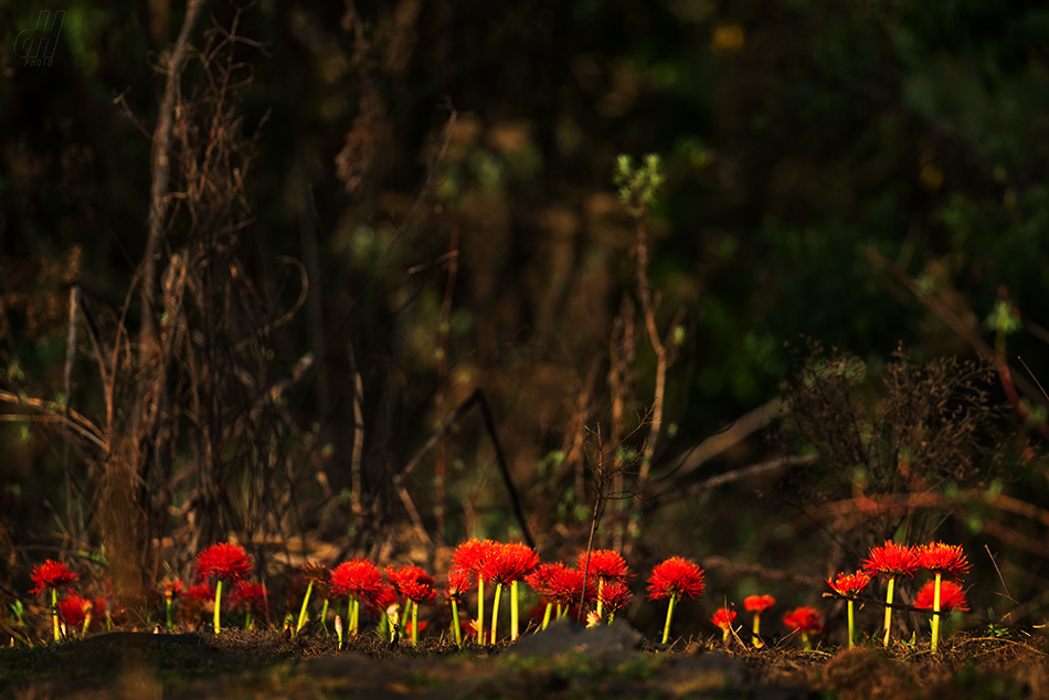 krvokvět natalský - Scadoxus multiflorus