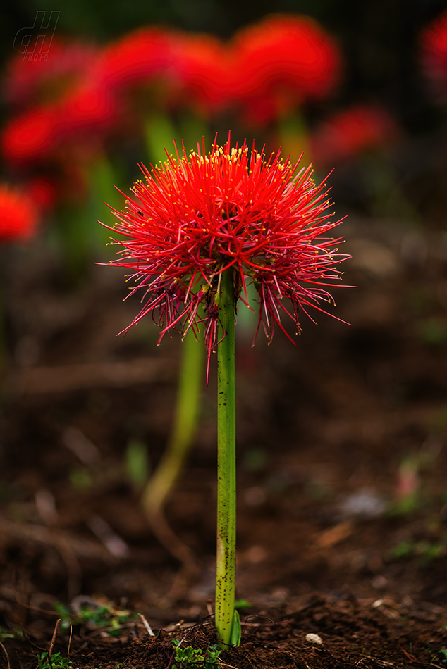 krvokvět natalský - Scadoxus multiflorus