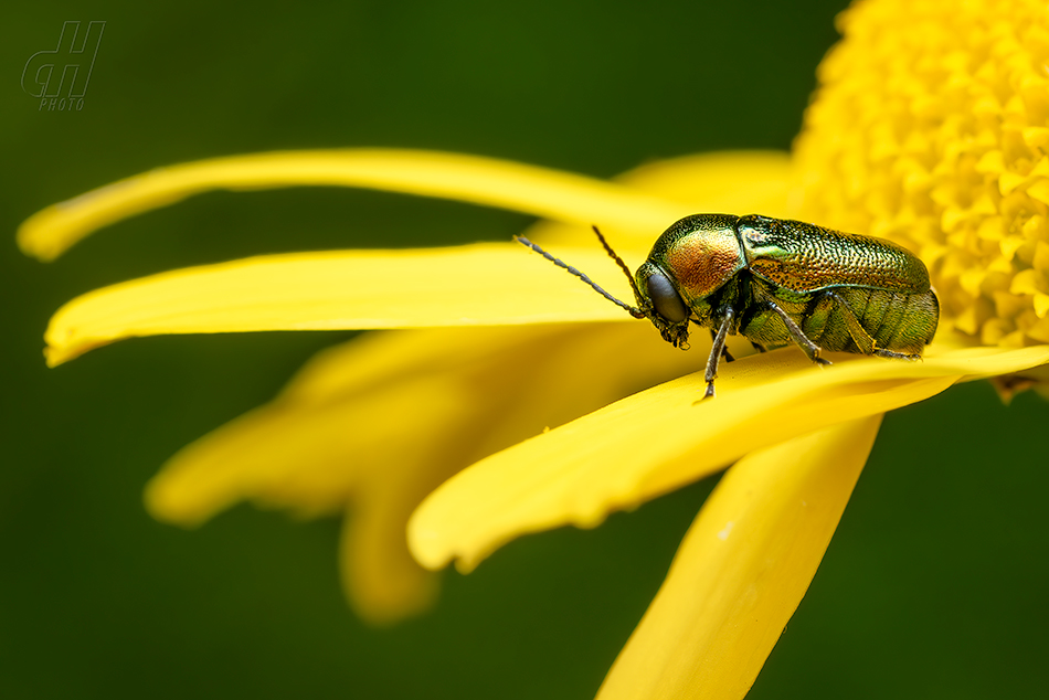 krytohlav hedvábitý - Cryptocephalus sericeus