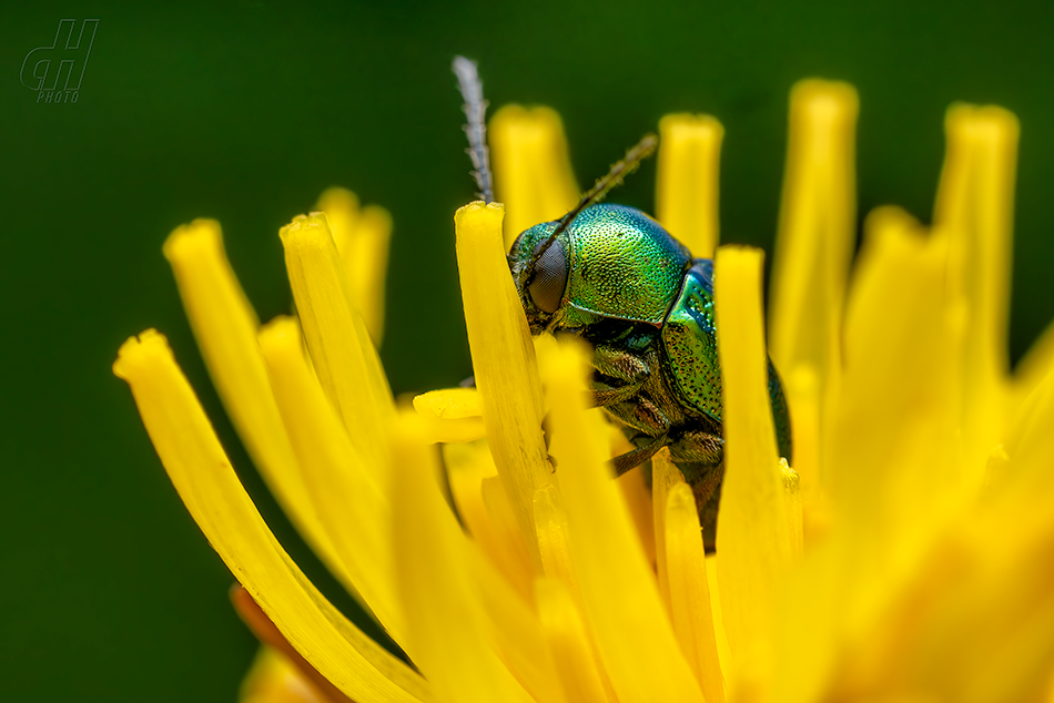 krytohlav hedvábitý - Cryptocephalus sericeus