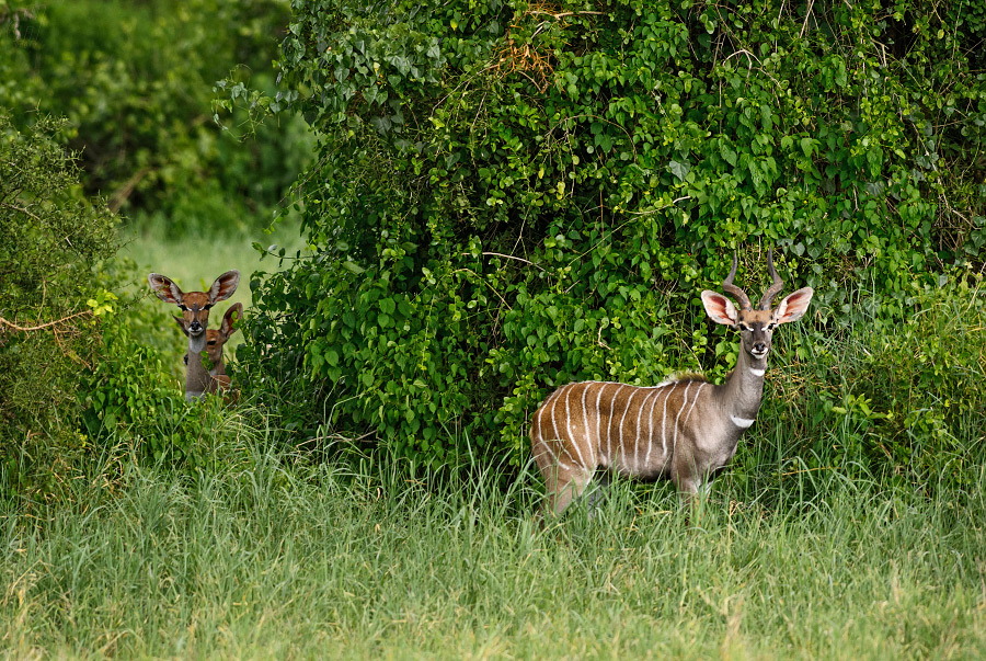 kudu velký - Tragelaphus strepsiceros