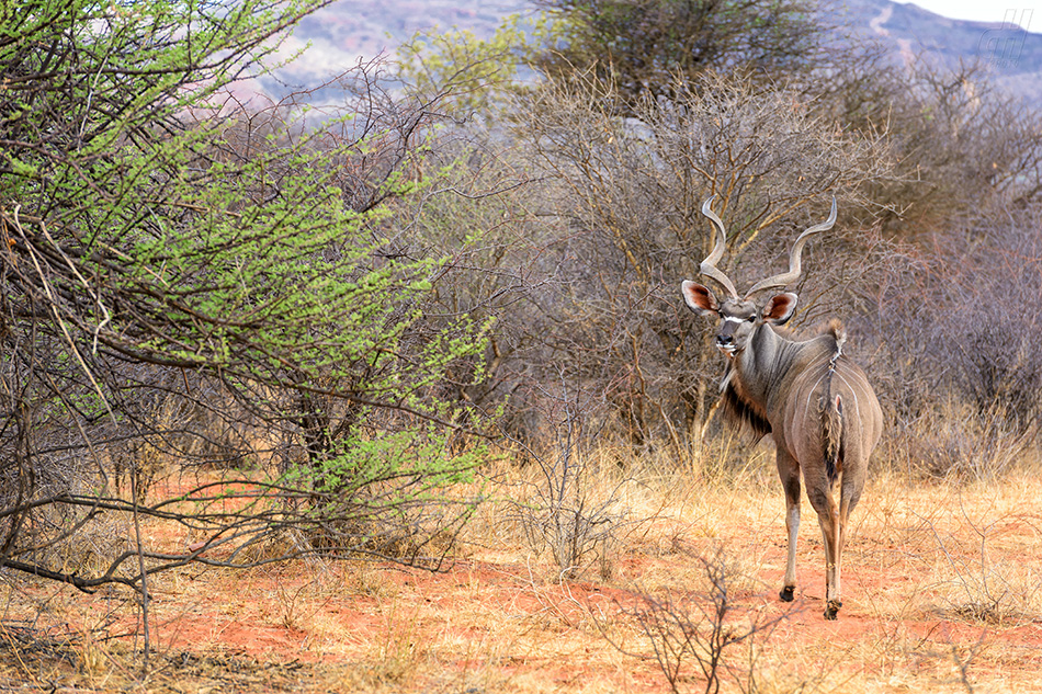 kudu velký - Tragelaphus strepsiceros