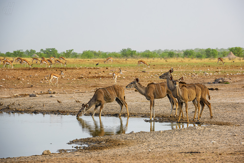 kudu velký - Tragelaphus strepsiceros