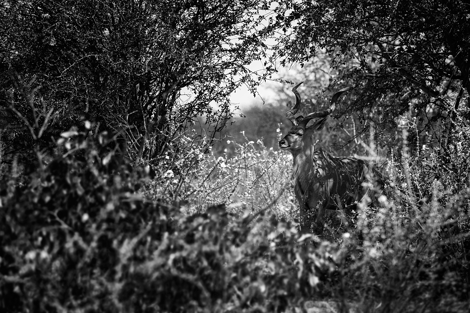 kudu velký - Tragelaphus strepsiceros