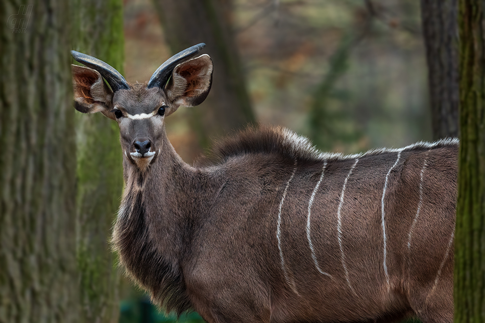 kudu velký - Tragelaphus strepsiceros