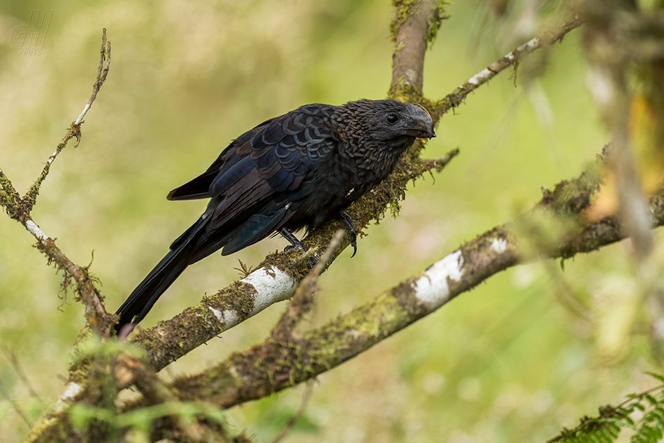 kukačka ani - Crotophaga ani