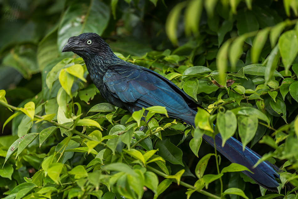 kukačka neotropická - Crotophaga major