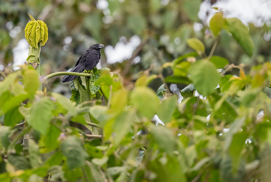 kukačka rýhozobá - Crotophaga sulcirostris