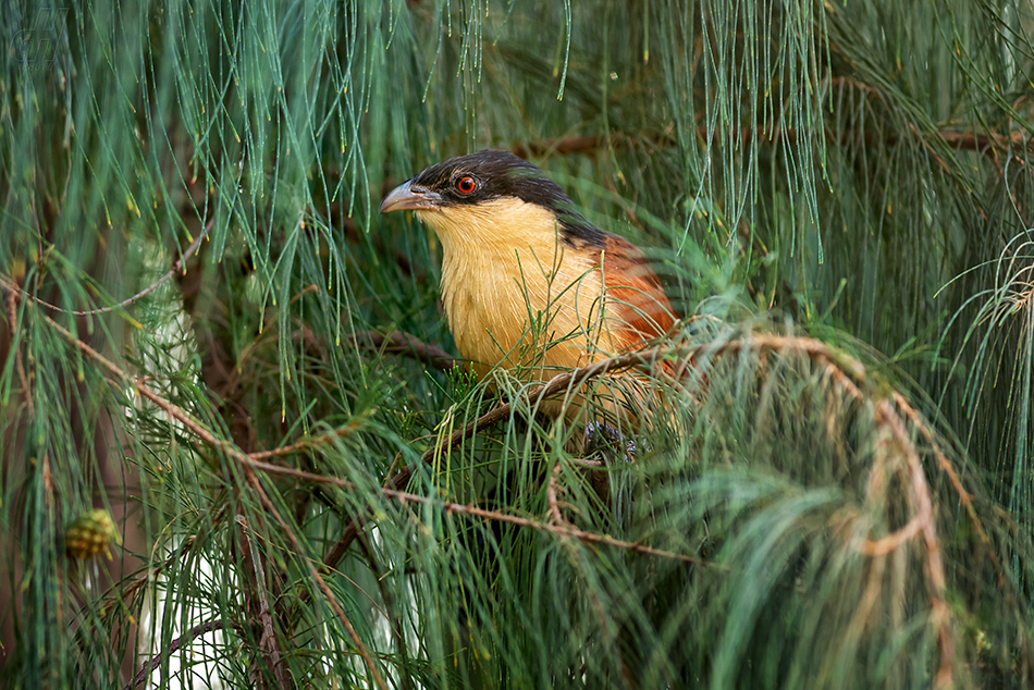 kukačka senegalská - Centropus senegalensis