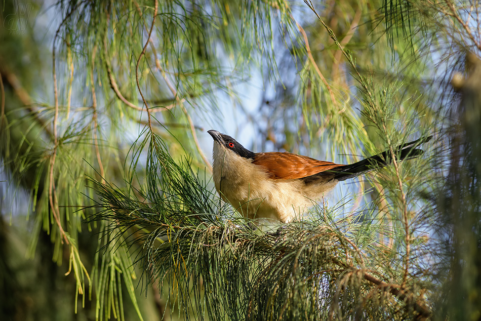 kukačka senegalská - Centropus senegalensis