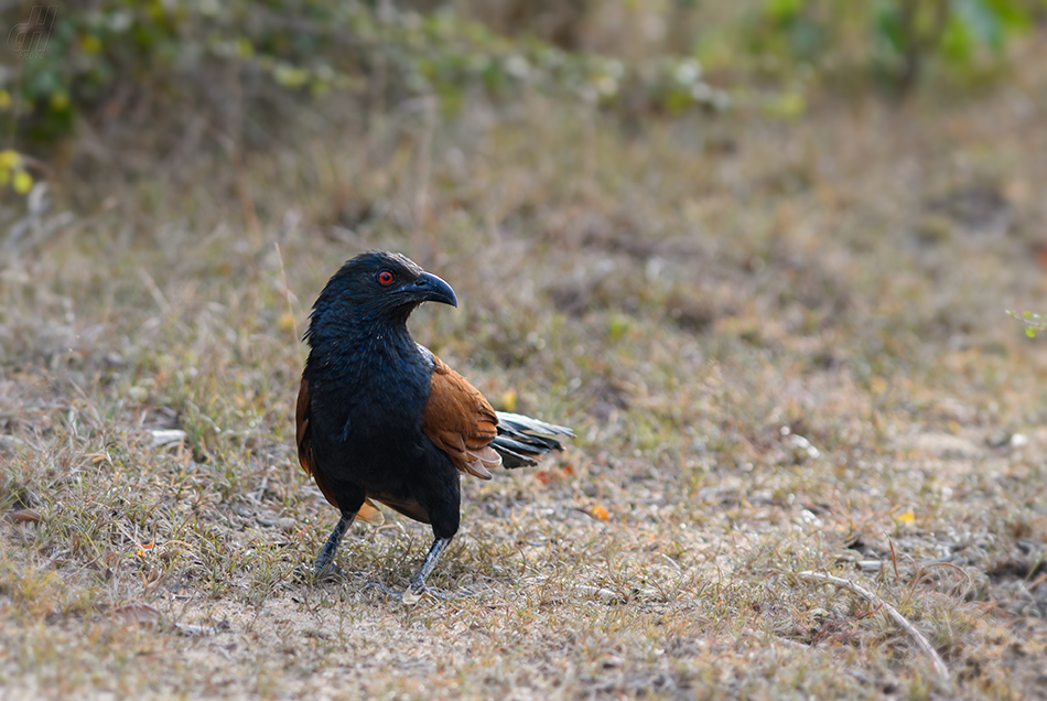 kukačka vraní - Centropus sinensis