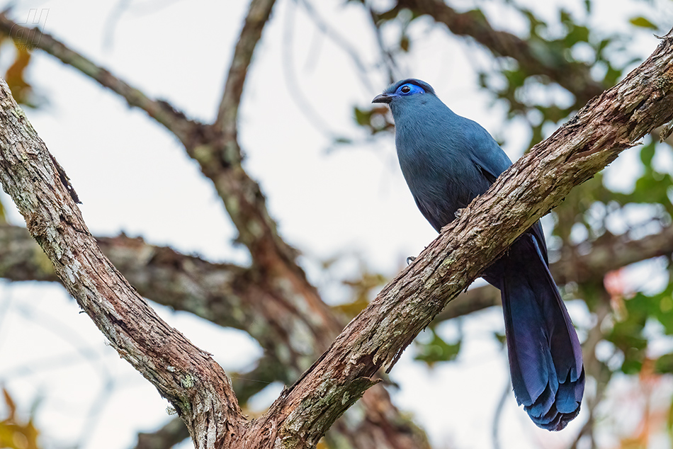 kukalka modrá - Coua caerulea