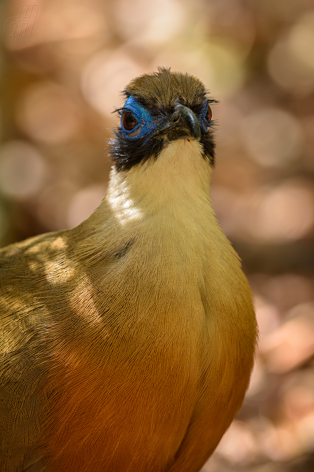 kukalka velká - Coua gigas