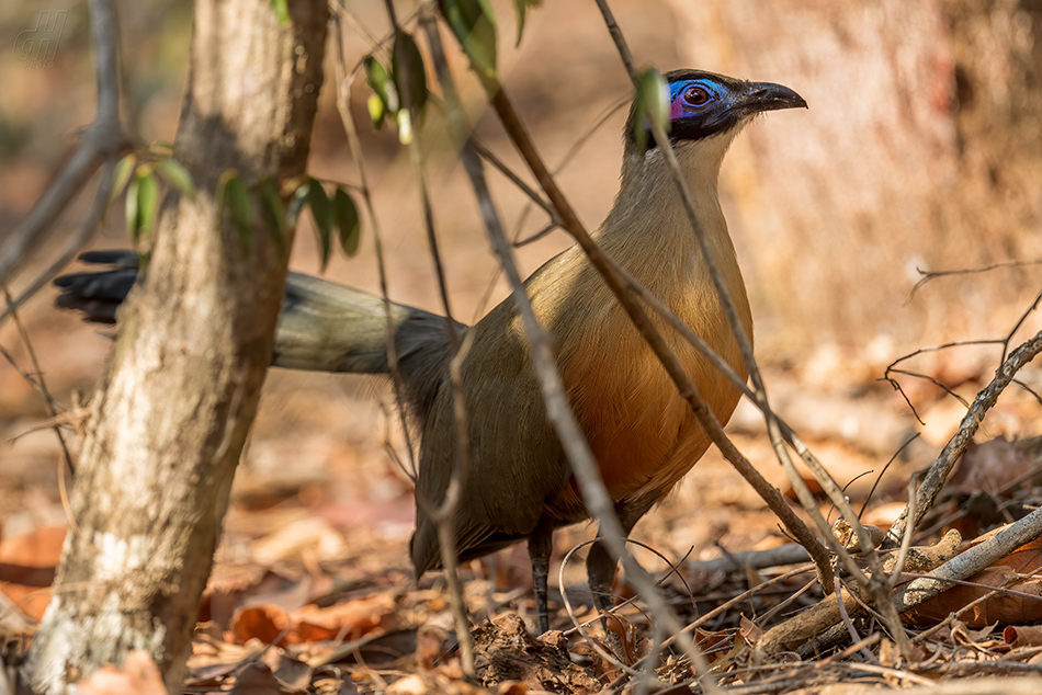 kukalka velká - Coua gigas