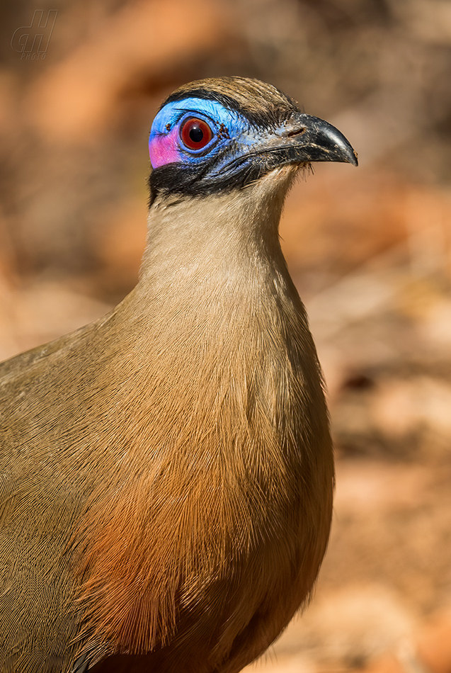 kukalka velká - Coua gigas