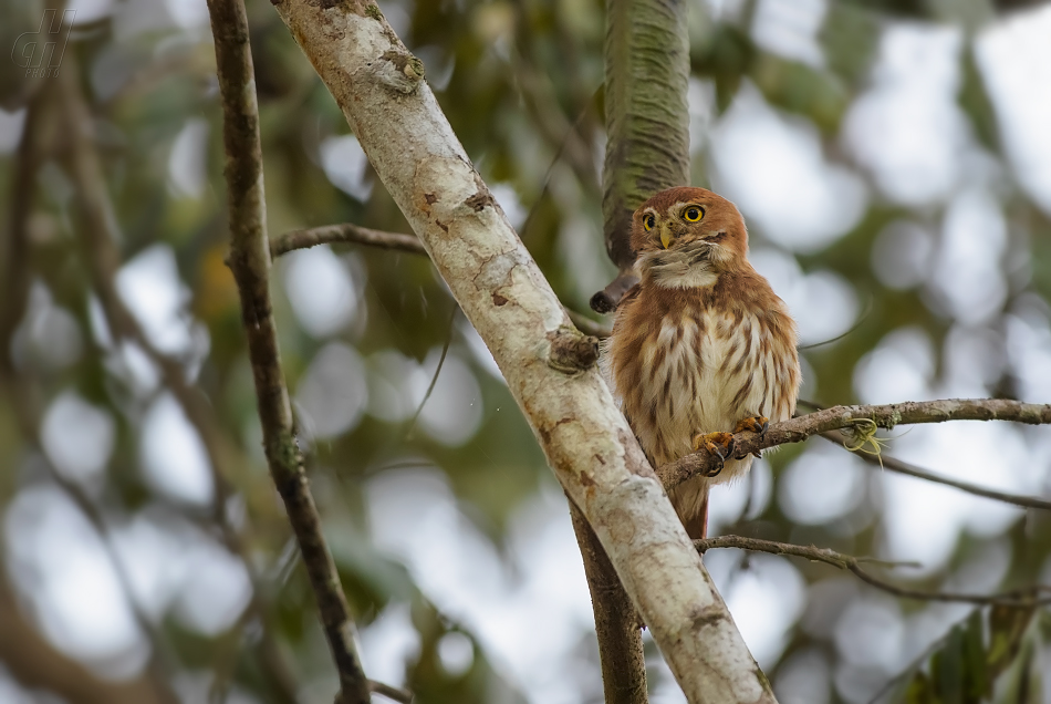 kulíšek brazilský - Glaucidium brasilianum