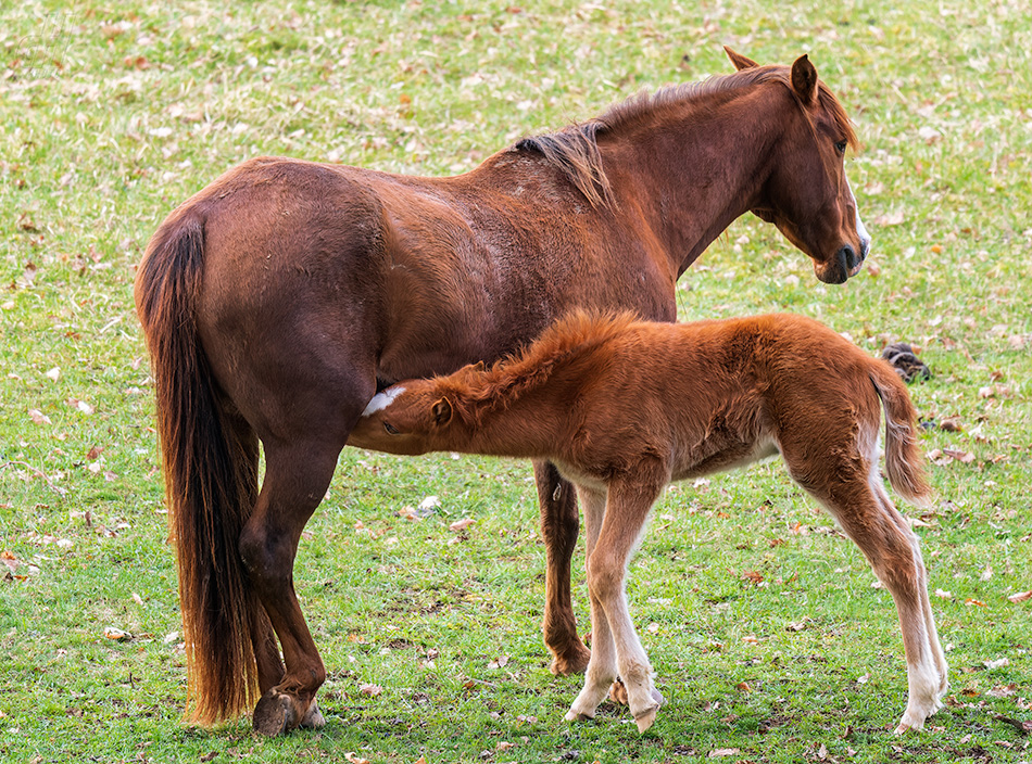 kůň domácí - Equus caballus