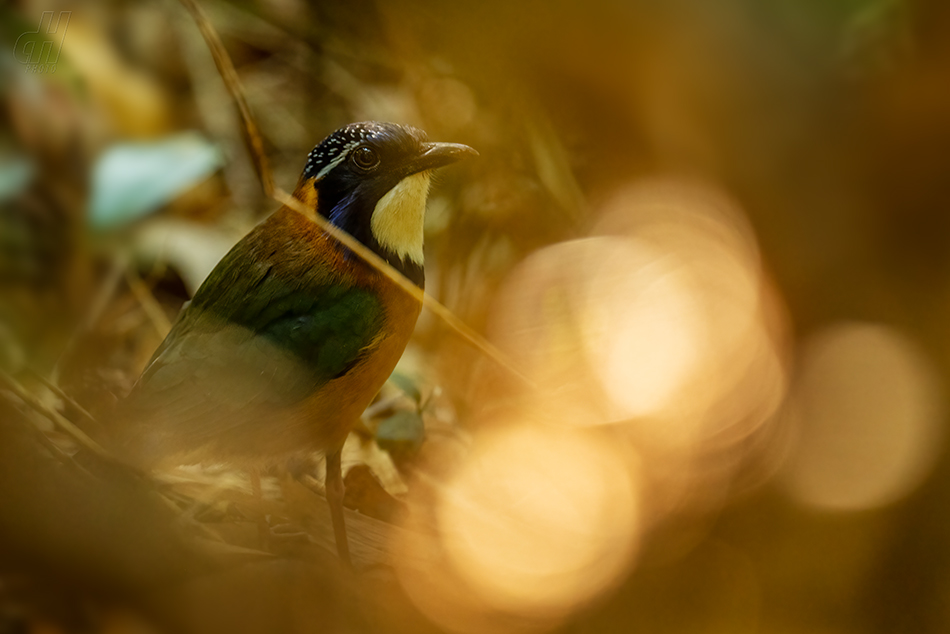 kurolec pitovitý - Atelornis pittoides