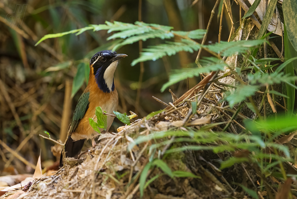 kurolec pitovitý - Atelornis pittoides