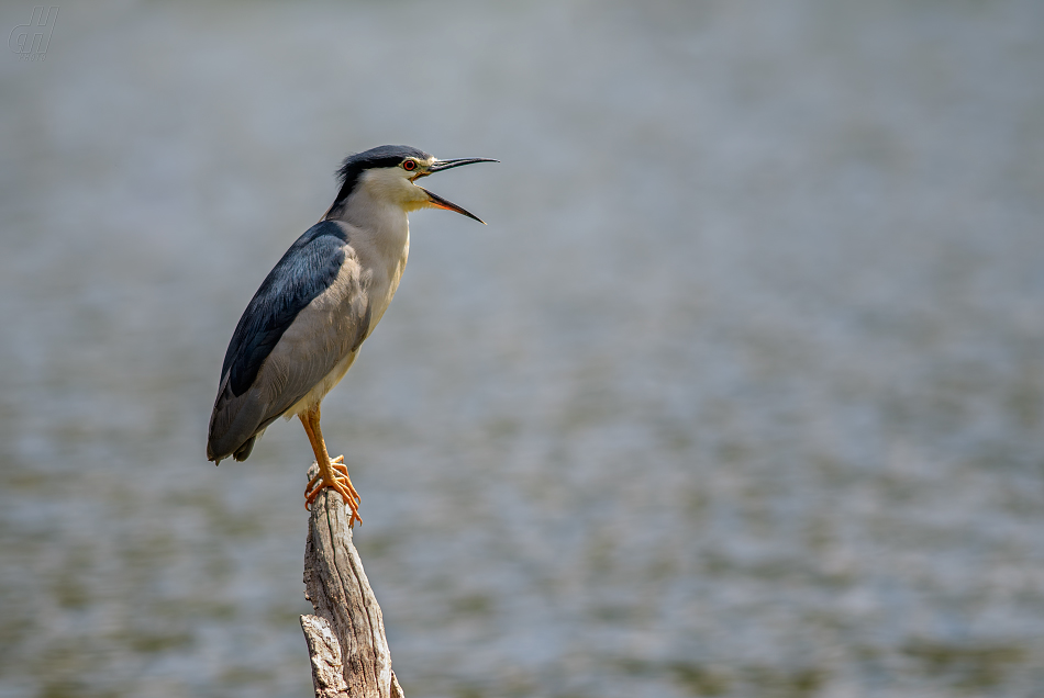 kvakoš noční - Nycticorax nycticorax