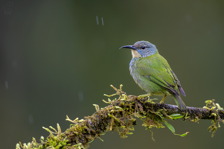 květomil azurový - Cyanerpes lucidus