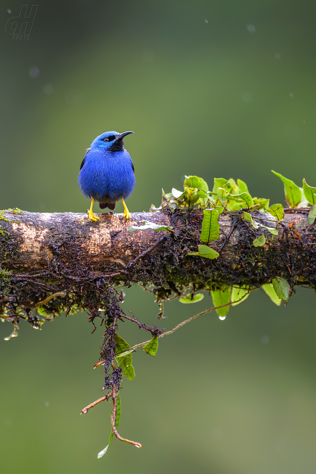 květomil azurový - Cyanerpes lucidus