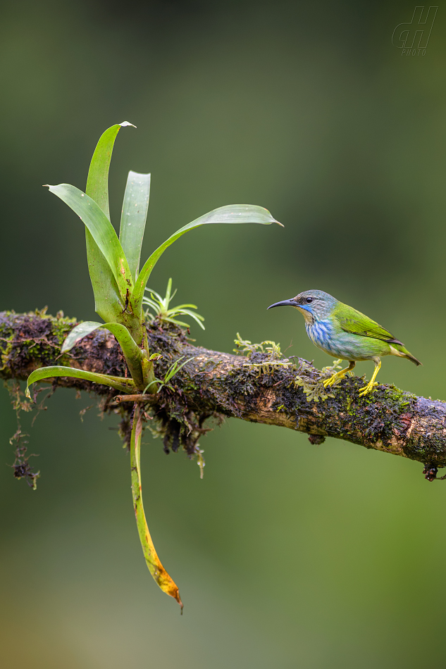 květomil azurový - Cyanerpes lucidus