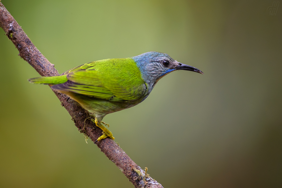 květomil azurový - Cyanerpes lucidus