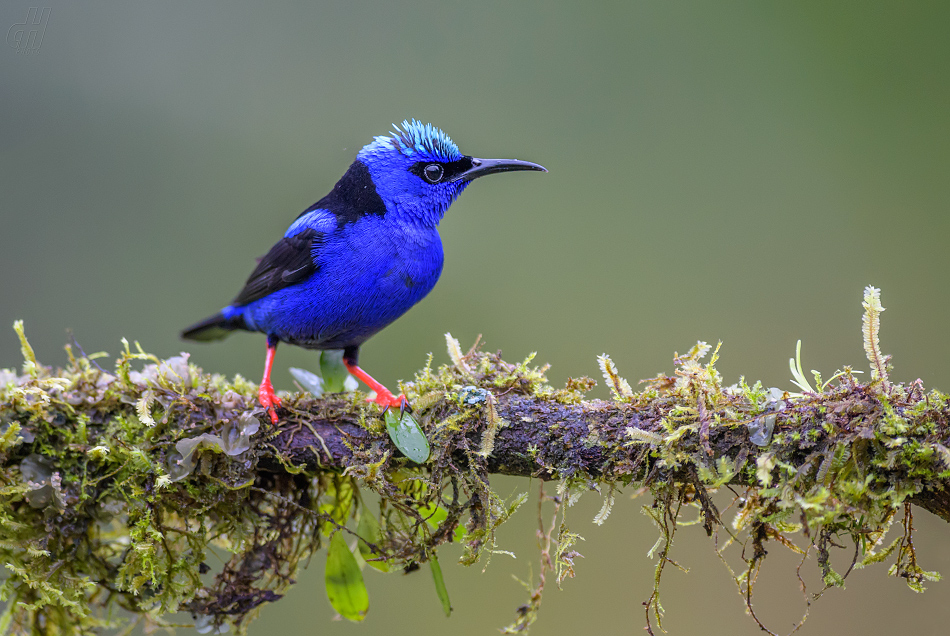 květomil modrý - Cyanerpes cyaneus