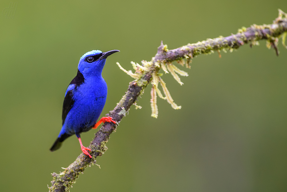 květomil modrý - Cyanerpes cyaneus