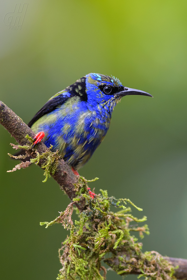 květomil modrý - Cyanerpes cyaneus