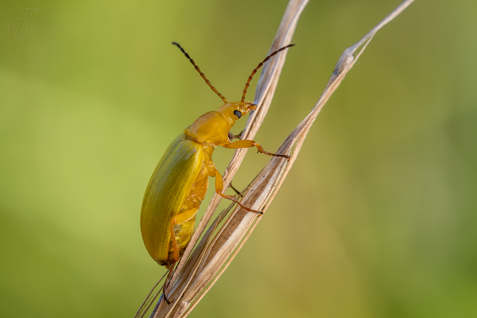 květomil žlutý - Cteniopus sulphureus