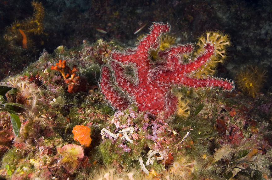 laločnice dlanitá - Alcyonium palmatum