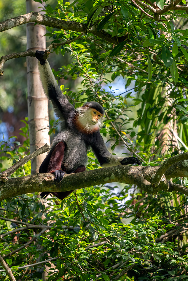 langur duk - Pygathrix nemaeus