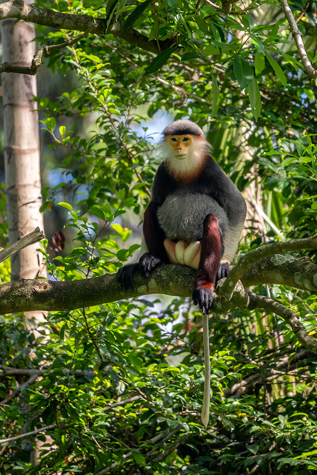 langur duk - Pygathrix nemaeus