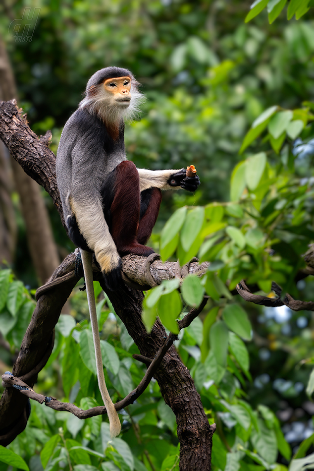 langur duk - Pygathrix nemaeus